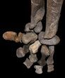 Mounted Diplodocus Front Leg - Awesome Display #35167-3